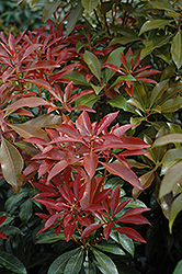 Mountain Fire Japanese Pieris (Pieris japonica 'Mountain Fire') at Make It Green Garden Centre