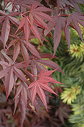 Skeeter's Broom Dwarf Japanese Maple (Acer palmatum 'Skeeter's Broom') at Lurvey Garden Center