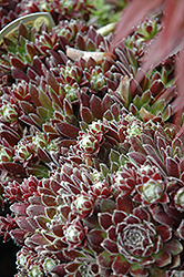 Icicle Hens And Chicks (Sempervivum 'Icicle') at Make It Green Garden Centre