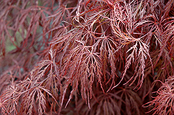 Crimson Queen Japanese Maple (Acer palmatum 'Crimson Queen') at Make It Green Garden Centre