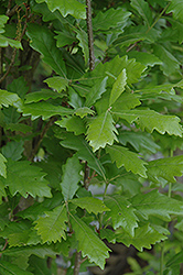 Regal Prince English Oak (Quercus 'Regal Prince') at Make It Green Garden Centre