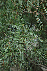 Twisted White Pine (Pinus strobus 'Contorta') at Make It Green Garden Centre