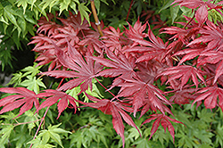 Trompenburg Japanese Maple (Acer palmatum 'Trompenburg') at Lurvey Garden Center