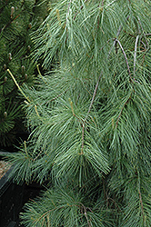 Weeping White Pine (Pinus strobus 'Pendula') at Lurvey Garden Center