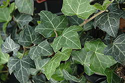 Baltic Ivy (Hedera helix 'Baltica') at Make It Green Garden Centre
