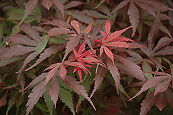 Shaina Japanese Maple (Acer palmatum 'Shaina') at Make It Green Garden Centre