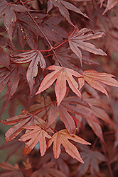 Fireglow Japanese Maple (Acer palmatum 'Fireglow') at Make It Green Garden Centre