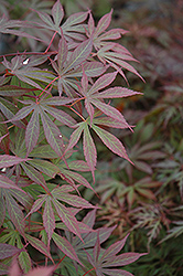 Suminagashi Japanese Maple (Acer palmatum 'Suminagashi') at Make It Green Garden Centre