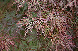 Orangeola Cutleaf Japanese Maple (Acer palmatum 'Orangeola') at Make It Green Garden Centre