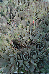 Big Blue Hens And Chicks (Sempervivum 'Big Blue') at Make It Green Garden Centre