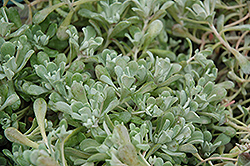Cape Blanco Stonecrop (Sedum spathulifolium 'Cape Blanco') at Make It Green Garden Centre