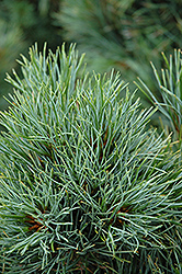 Chalet Swiss Stone Pine (Pinus cembra 'Chalet') at Make It Green Garden Centre