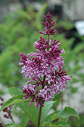 Royalty Lilac (Syringa x prestoniae 'Royalty') at Make It Green Garden Centre