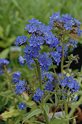 Blue Angel Summer Forget-Me-Not (Anchusa capensis 'Blue Angel') at Lurvey Garden Center