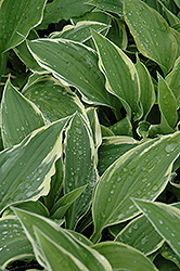 Antioch Hosta (Hosta 'Antioch') at Make It Green Garden Centre