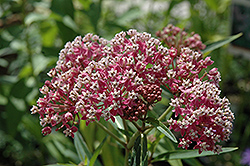 Cinderella Milkweed (Asclepias incarnata 'Cinderella') at Make It Green Garden Centre