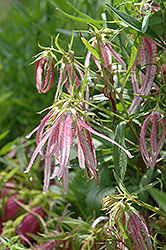 Pink Octopus Bellflower (Campanula punctata 'Pink Octopus') at Make It Green Garden Centre