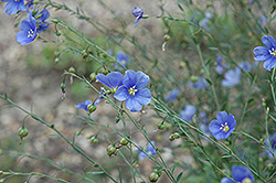 Sapphire Perennial Flax (Linum perenne 'Sapphire') at Make It Green Garden Centre