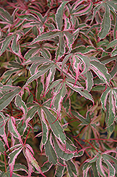 Shirazz Japanese Maple (Acer palmatum 'Gwen's Rose Delight') at Make It Green Garden Centre