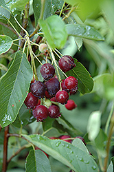 Regent Saskatoon (Amelanchier alnifolia 'Regent') at Lurvey Garden Center