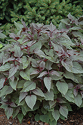 Chocolate Boneset (Eupatorium rugosum 'Chocolate') at Lurvey Garden Center