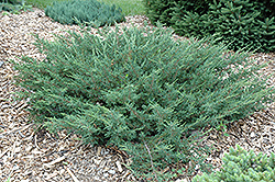 Alpine Carpet Juniper (Juniperus communis 'Alpine Carpet') at Make It Green Garden Centre