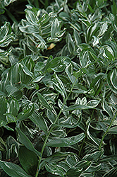 Variegated Solomon's Seal (Polygonatum multiflorum 'Variegatum') at Make It Green Garden Centre