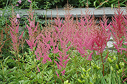 Visions in Pink Chinese Astilbe (Astilbe chinensis 'Visions in Pink') at Make It Green Garden Centre