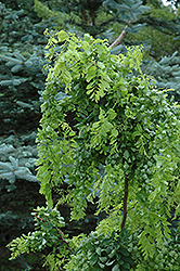 Twisted Baby Black Locust (Robinia pseudoacacia 'Lace Lady') at Make It Green Garden Centre