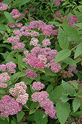 Froebelii Spirea (Spiraea x bumalda 'Froebelii') at Lurvey Garden Center