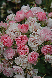 Pink Grootendorst Rose (Rosa 'Pink Grootendorst') at Make It Green Garden Centre