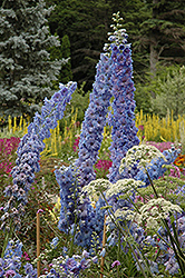 Blue Lace Larkspur (Delphinium 'Blue Lace') at Make It Green Garden Centre