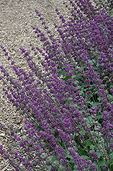 Purple Rain Salvia (Salvia verticillata 'Purple Rain') at Make It Green Garden Centre
