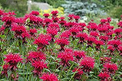 Raspberry Wine Beebalm (Monarda 'Raspberry Wine') at Lurvey Garden Center