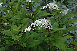 Gooseneck Loosestrife (Lysimachia clethroides) at Lurvey Garden Center