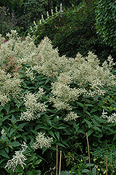 White Fleeceflower (Persicaria polymorpha) at Make It Green Garden Centre