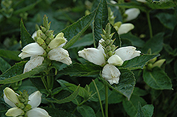 White Turtlehead (Chelone obliqua 'Alba') at Make It Green Garden Centre