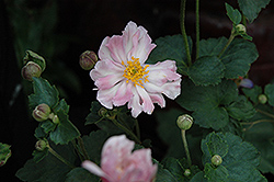 Queen Charlotte Anemone (Anemone x hybrida 'Queen Charlotte') at Make It Green Garden Centre