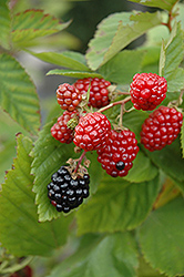 Black Satin Thornless Blackberry (Rubus fruticosus 'Black Satin') at Make It Green Garden Centre