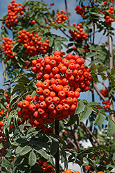 Russian Mountain Ash (Sorbus aucuparia 'Rossica') at Make It Green Garden Centre