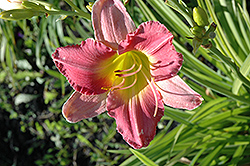 Final Touch Daylily (Hemerocallis 'Final Touch') at Make It Green Garden Centre