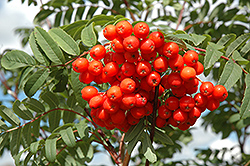 Cardinal Royal Mountain Ash (Sorbus aucuparia 'Michred') at Make It Green Garden Centre