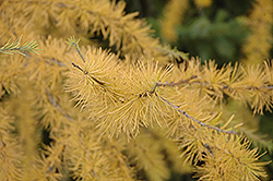 Tamarack (Larix laricina) at Make It Green Garden Centre