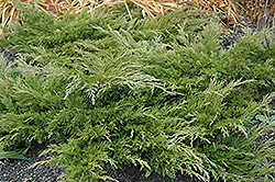 Calgary Carpet Juniper (Juniperus sabina 'Calgary Carpet') at Make It Green Garden Centre