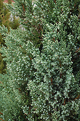 Mountbatten Juniper (Juniperus chinensis 'Mountbatten') at Lurvey Garden Center