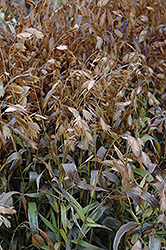 Northern Sea Oats (Chasmanthium latifolium) at Make It Green Garden Centre