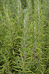 Upright Rosemary (Rosmarinus officinalis 'Upright') at Make It Green Garden Centre