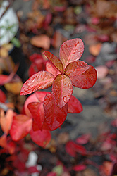 Purpleleaf Wintercreeper (Euonymus fortunei 'Coloratus') at Make It Green Garden Centre