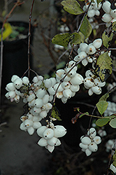 Snowberry (Symphoricarpos albus) at Make It Green Garden Centre