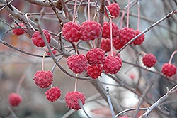 Milky Way Chinese Dogwood (Cornus kousa 'Milky Way') at Lurvey Garden Center